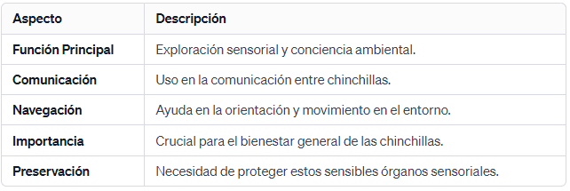 Datos sobre Bigotes de Chinchilla Más Allá de las Decoraciones Faciales