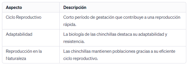 Fertilidad de Chinchilla Un Corto Periodo de Gestación para una Reproducción Rápida