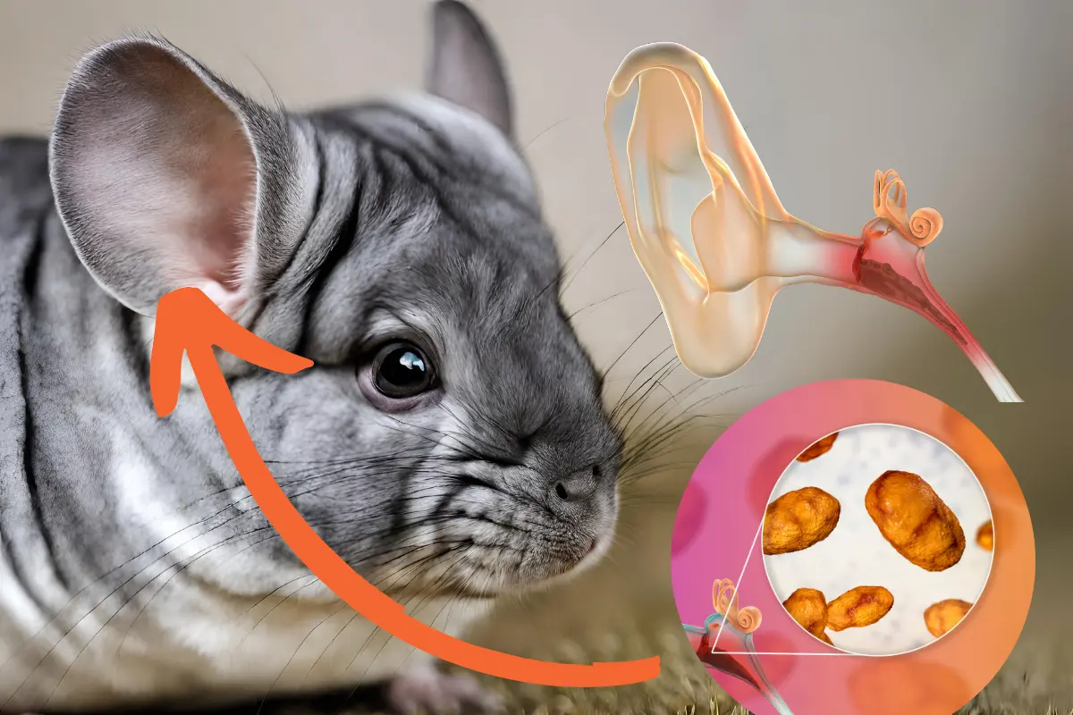 Infecciones en los Oídos de Chinchillas