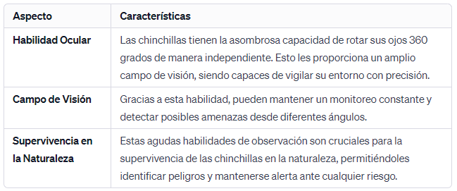 Las Chinchillas Pueden Rotar sus Ojos 360 Grados Los Observadores Definitivos