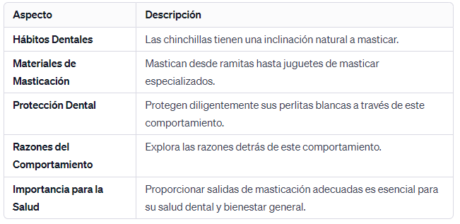 Las Chinchillas Tienen una Inclinación Natural a Masticar Protegiendo Esas Perlitas Blancas