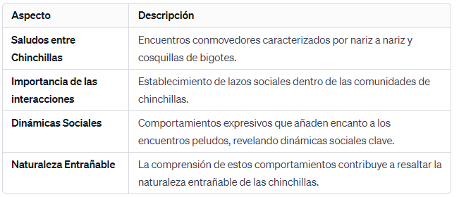 Saludos de Chinchilla Encuentros Nariz a Nariz y Cosquillas de Bigotes