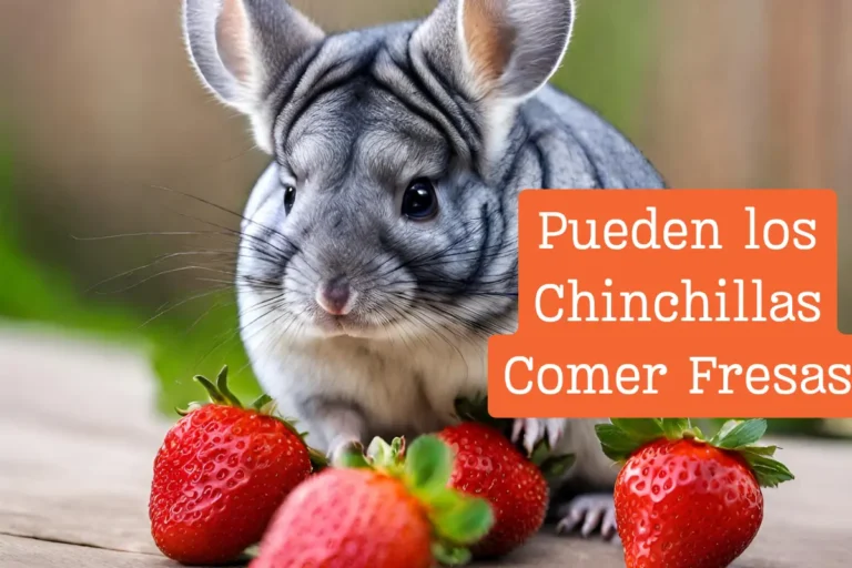 ¿Pueden los Chinchillas Comer Fresas