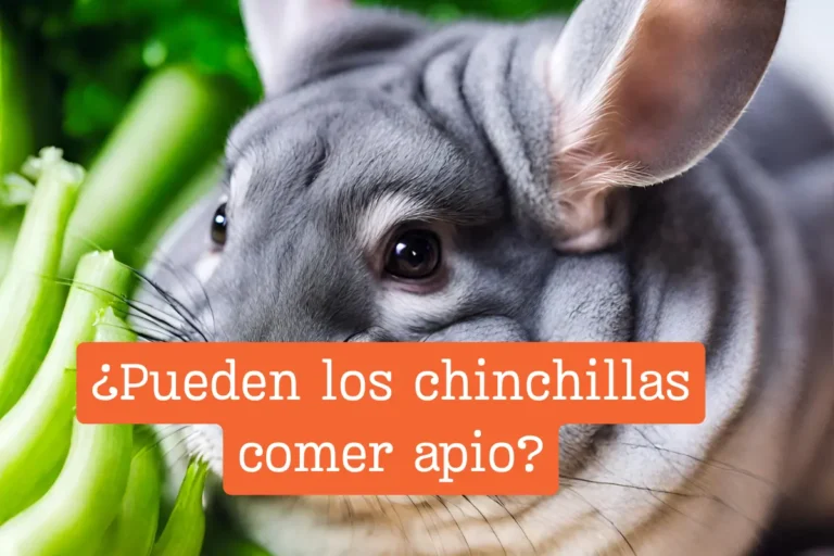 ¿Pueden los chinchillas comer apio ¿Te preguntas si los chinchillas pueden comer apio