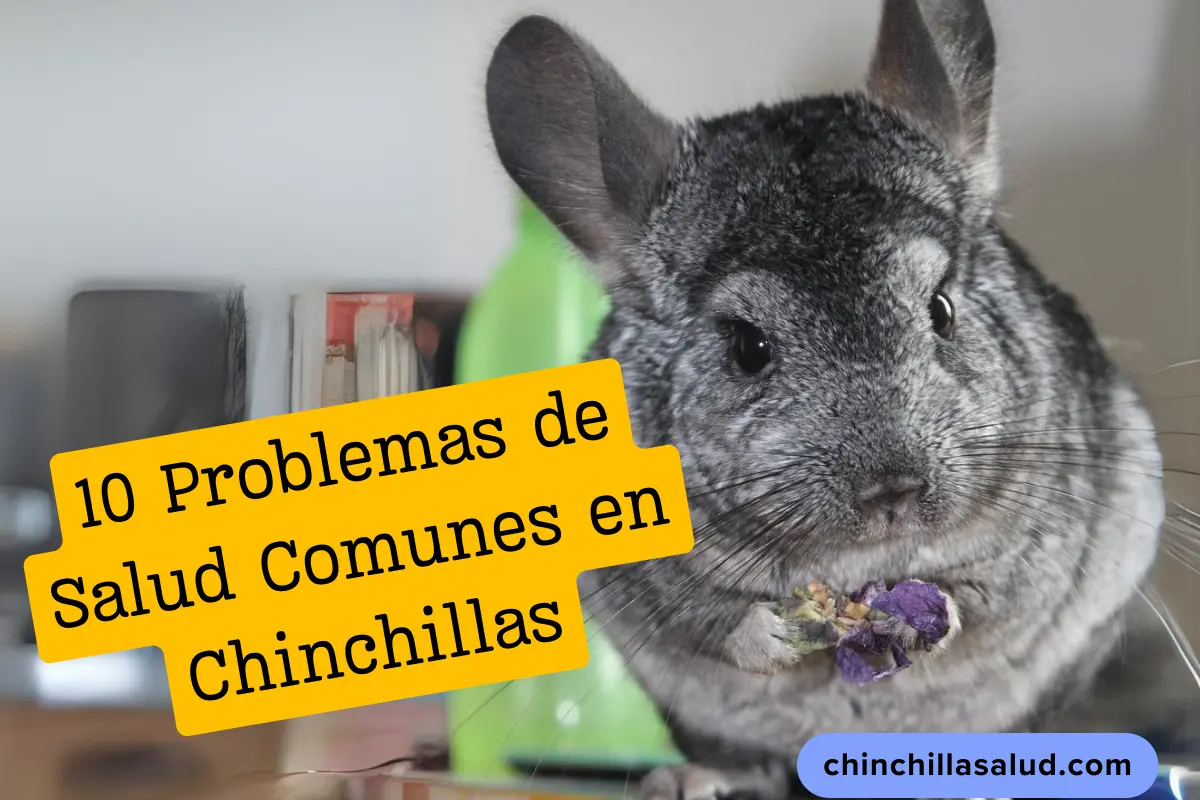 Problemas de Salud Comunes en Chinchillas. chinchilla con expresión preocupada, rodeada de iconos que representan problemas de salud comunes.