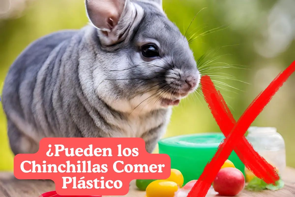 ¿Pueden los Chinchillas Comer Plástico Riesgos, Peligros y Prácticas Seguras