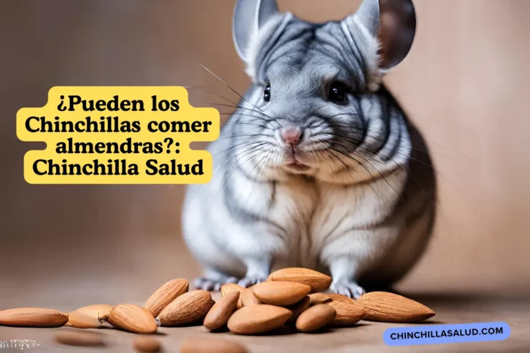 ¿Pueden los Chinchillas comer almendras Chinchilla Salud