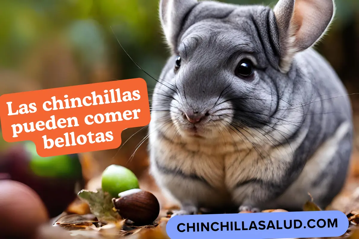 ¿Pueden los Chinchillas comer bellotas Una guía para una dieta segura y feliz.