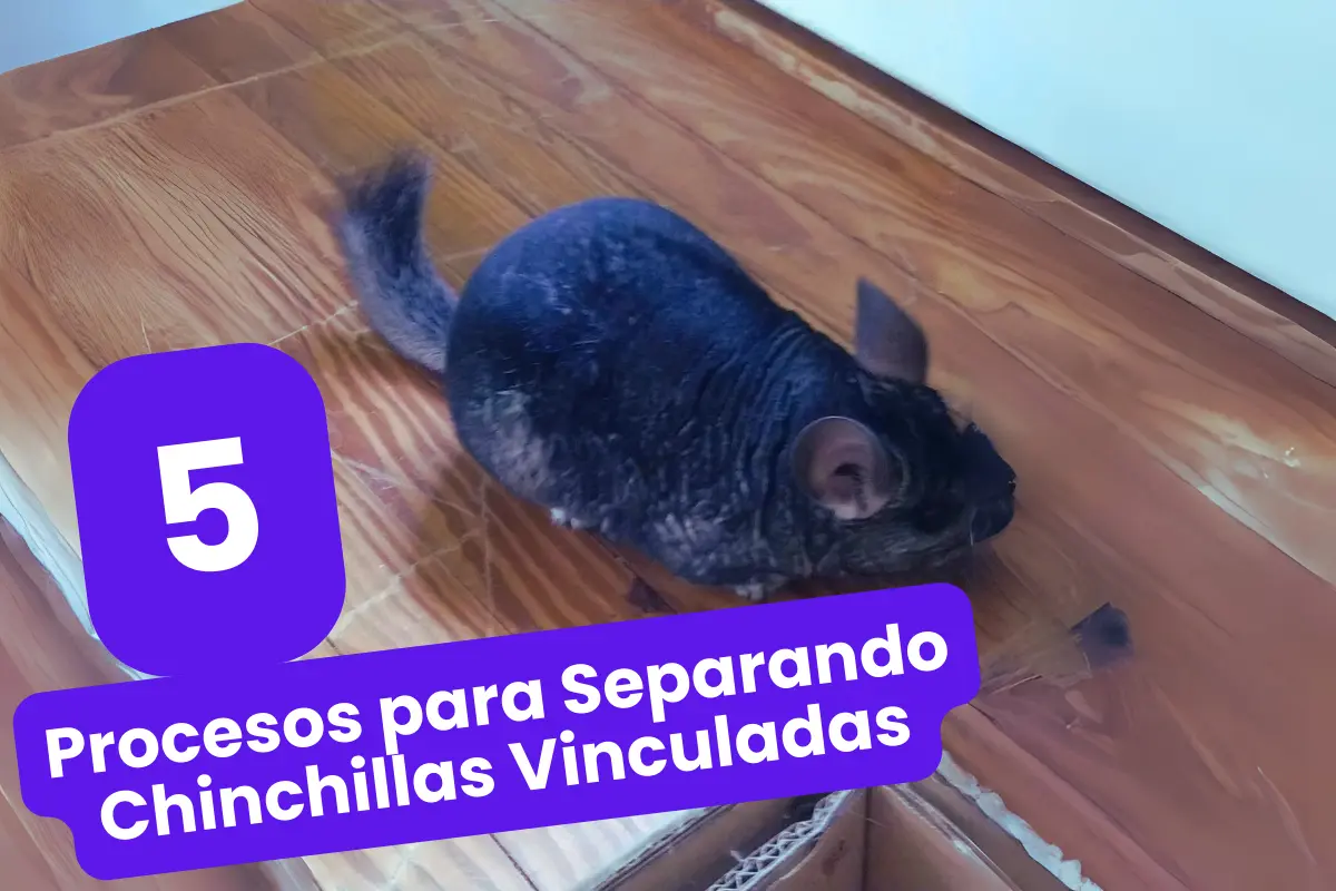 Procesos para Separando Chinchillas Vinculadas