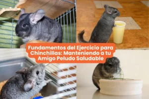 Fundamentos del Ejercicio para Chinchillas