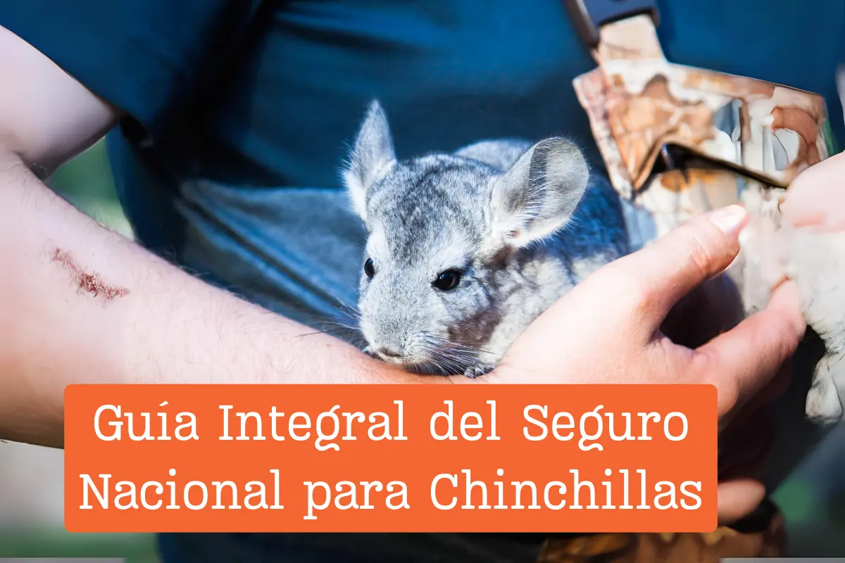 Guía Integral del Seguro Nacional para Chinchillas