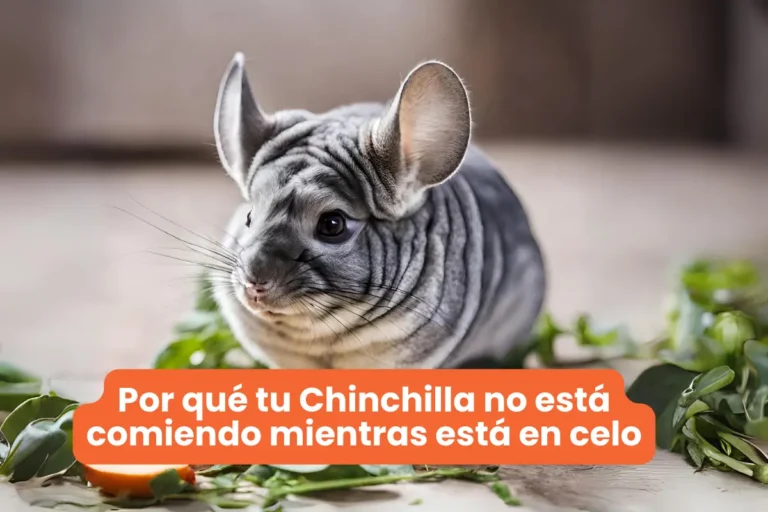 Por qué tu Chinchilla no está comiendo mientras está en celo