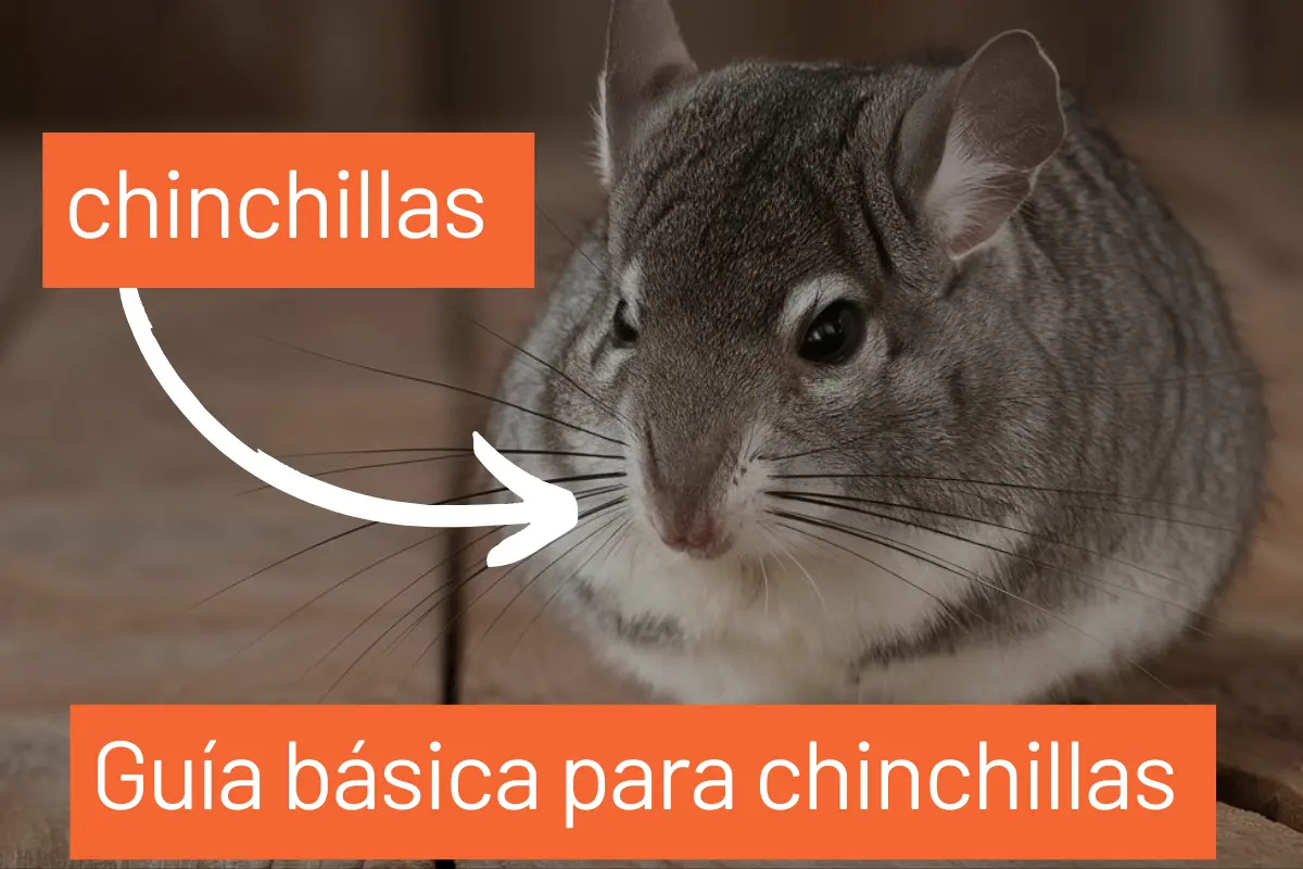 Guía básica para chinchillas