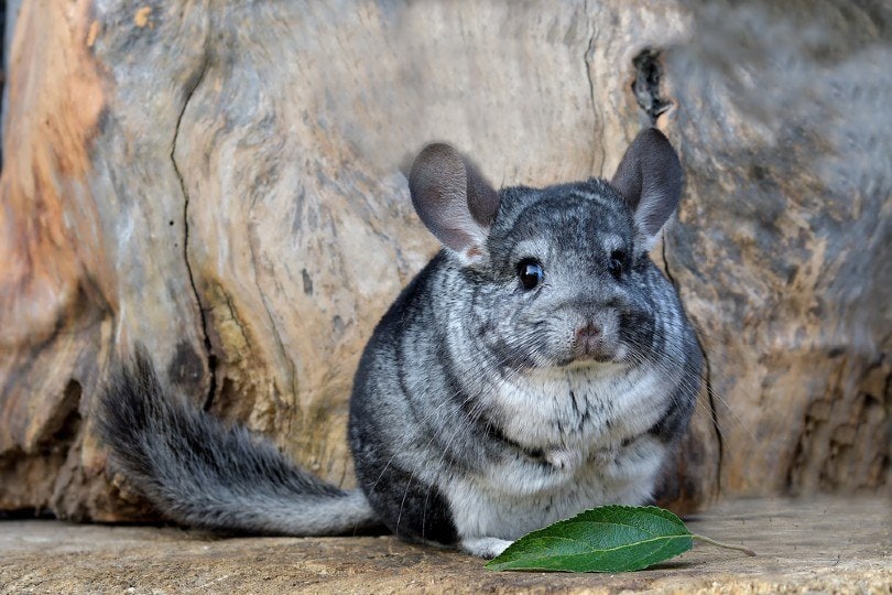 Chinchilla Gris